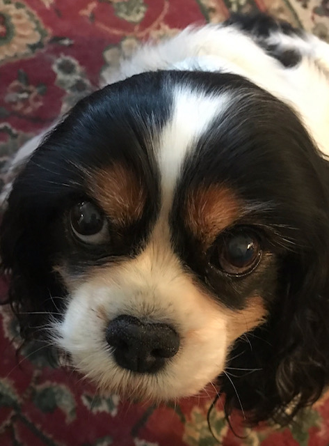 elsie