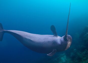 The dentist with a narwhal for a patient