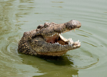 The Crocodile With a Sore Tummy – Good News Wrap August 22