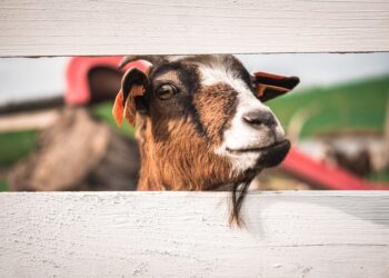 The Marathon G.O.A.T. | Good News Roundup