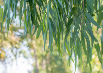 11-Year-Old Girl Saves Dads Life After Learning CPR