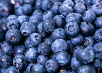 Blueberry Farmers in the Fight Against Plastic