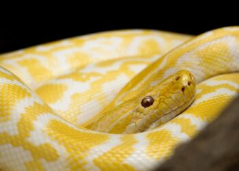 Snake Antivenom Developed Thanks to Man Who Deliberately Subjected Himself to Snake Bites for Decades