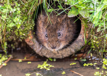 Glitter the secret weapon to save the Welsh water vole