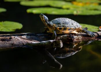 Native Turtles Return to Yosemite After Bullfrog Removal