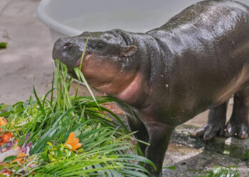 Hippo Hooray! Thailand Celebrates Moo Deng’s First Birthday in Style