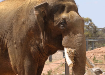 South Australian Zoo Welcomes Elephant Putra Mas, After Making the Journey from Western Australia