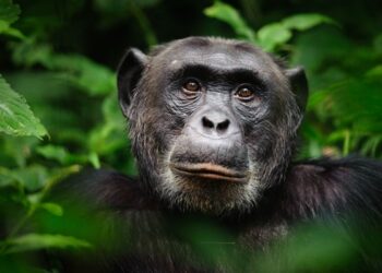 Chimpanzees Even Smarter Than We Thought