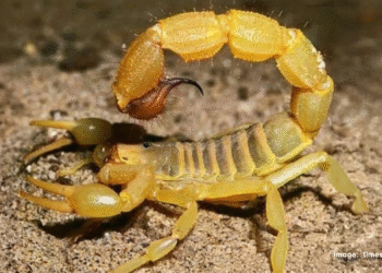 Scientists Looking at Scorpion Venom as Potential Cancer Treatment