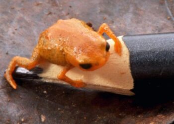 Tiny Pumpkin Frog Species Discovered in Brazil