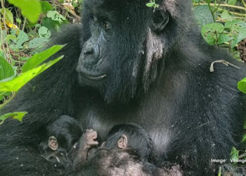 Twin birth brings hope for endangered mountain gorillas