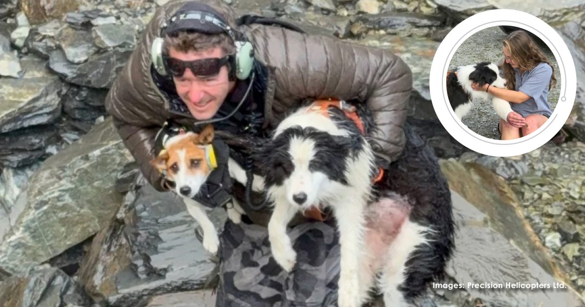 Lost dog rescued after week in New Zealand wilderness – The Good News ...