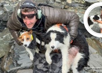 Lost dog rescued after week in New Zealand wilderness