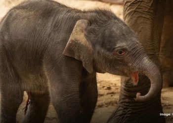 Endangered Asian elephant born at UK conservation zoo