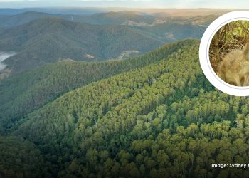 $10 million donation transforms Australian forest into nature reserve