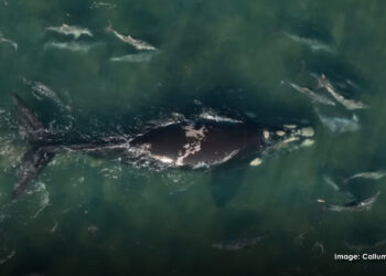 Dolphin pods help guide trapped baby whale to safety