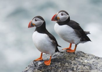 Puffin population thriving on Bristol Channel Island after removal of rats