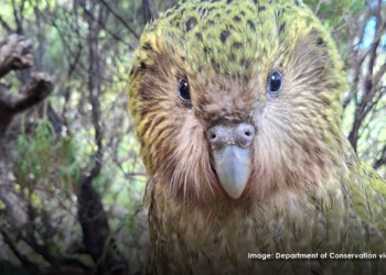 Population boost for the world’s only flightless parrot
