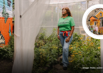 A little garden making a big difference for butterflies